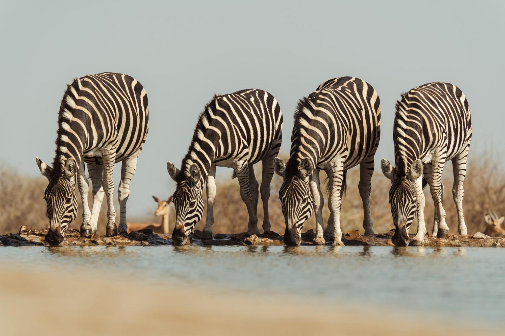 Last Word Madikwe Villa Madikwe Game Reserve Dış mekan fotoğraf