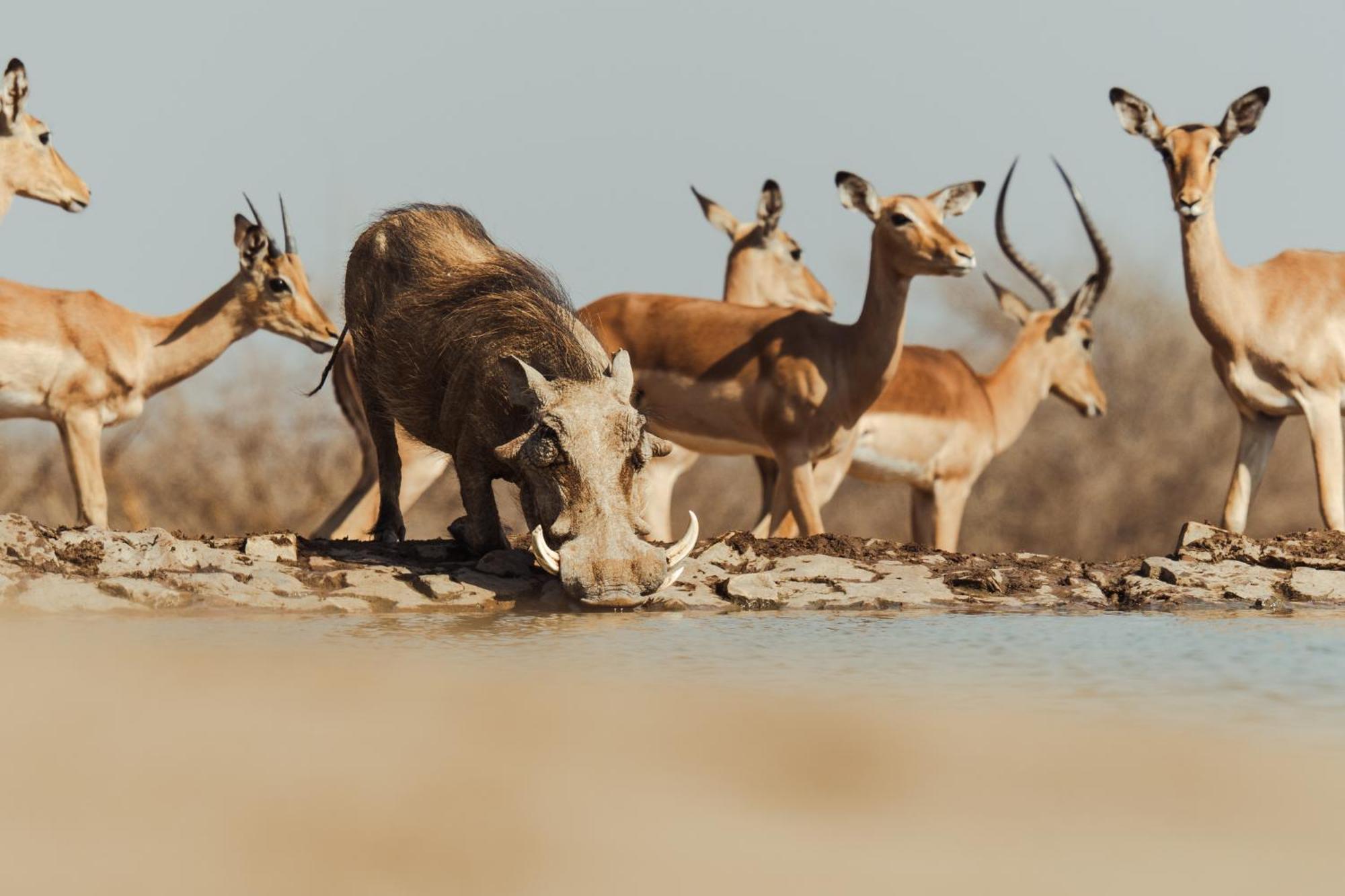 Last Word Madikwe Villa Madikwe Game Reserve Dış mekan fotoğraf