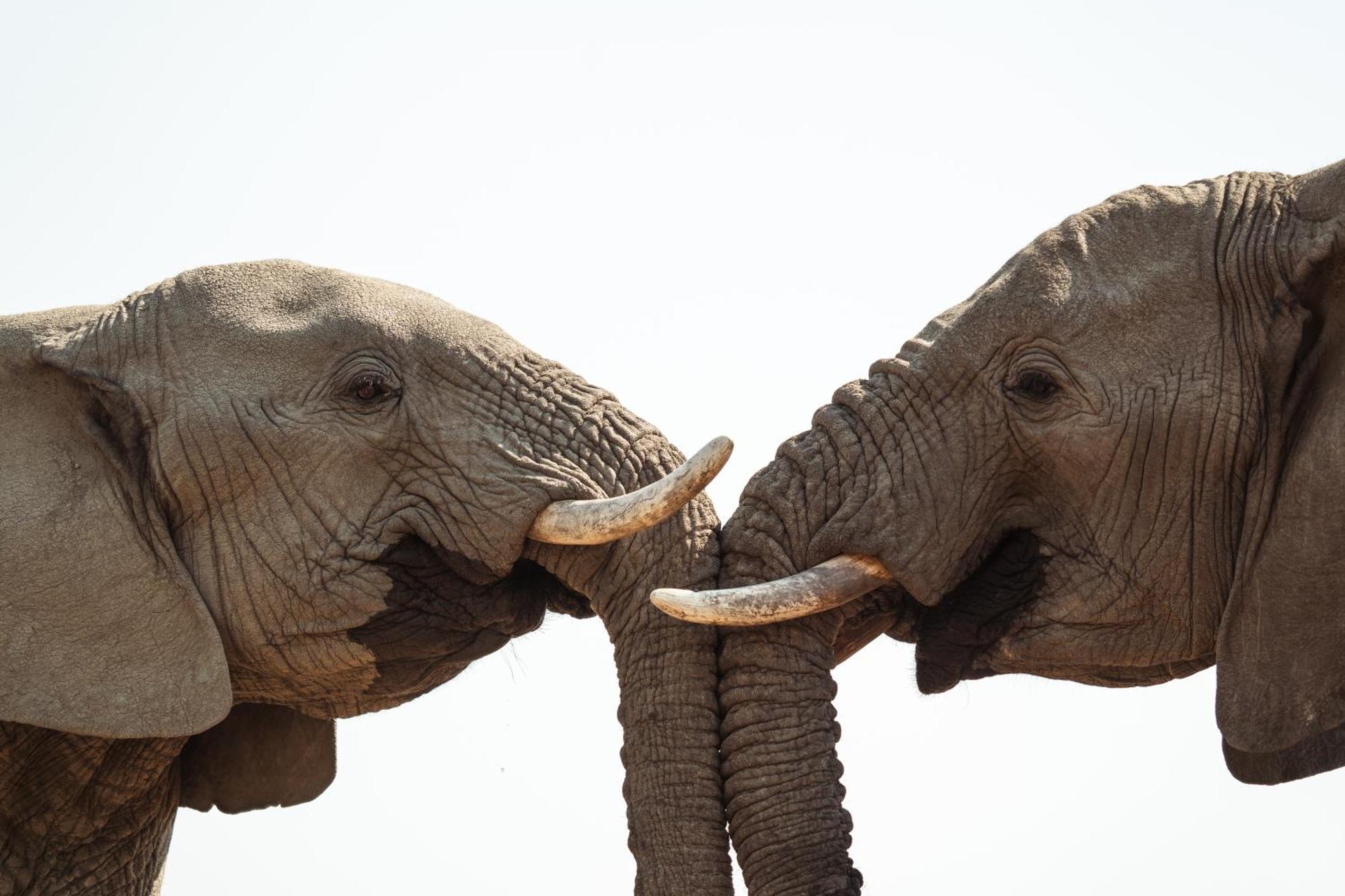 Last Word Madikwe Villa Madikwe Game Reserve Dış mekan fotoğraf