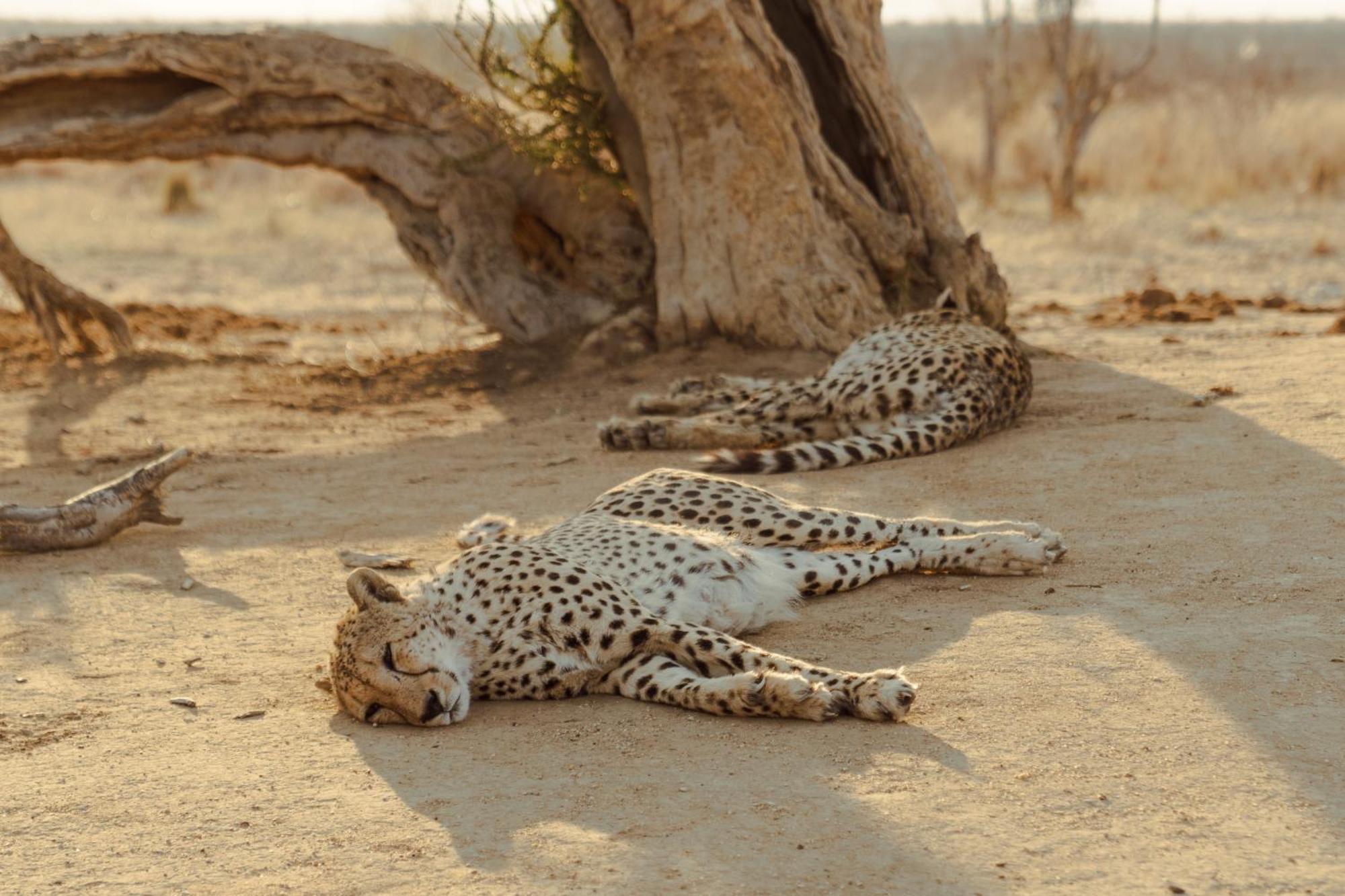 Last Word Madikwe Villa Madikwe Game Reserve Dış mekan fotoğraf