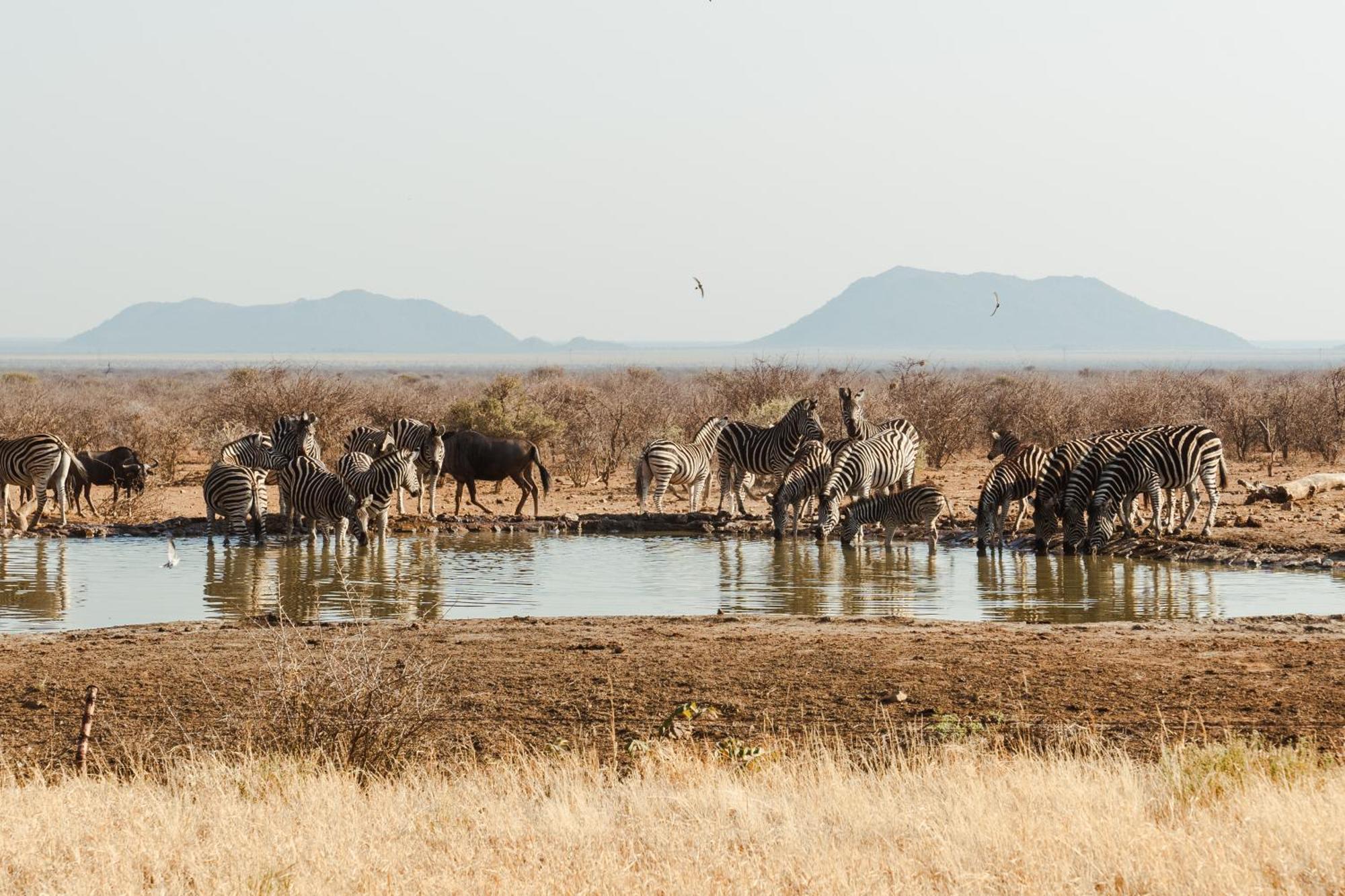 Last Word Madikwe Villa Madikwe Game Reserve Dış mekan fotoğraf