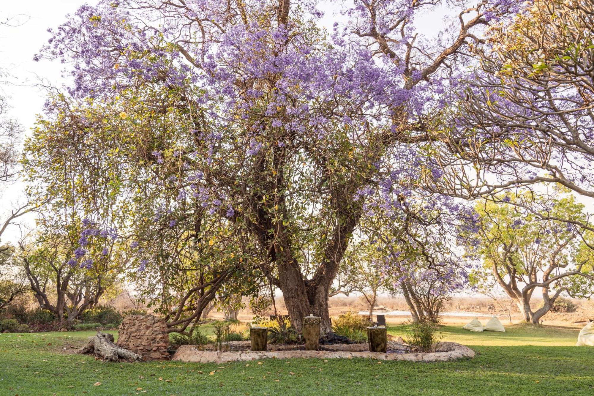 Last Word Madikwe Villa Madikwe Game Reserve Dış mekan fotoğraf