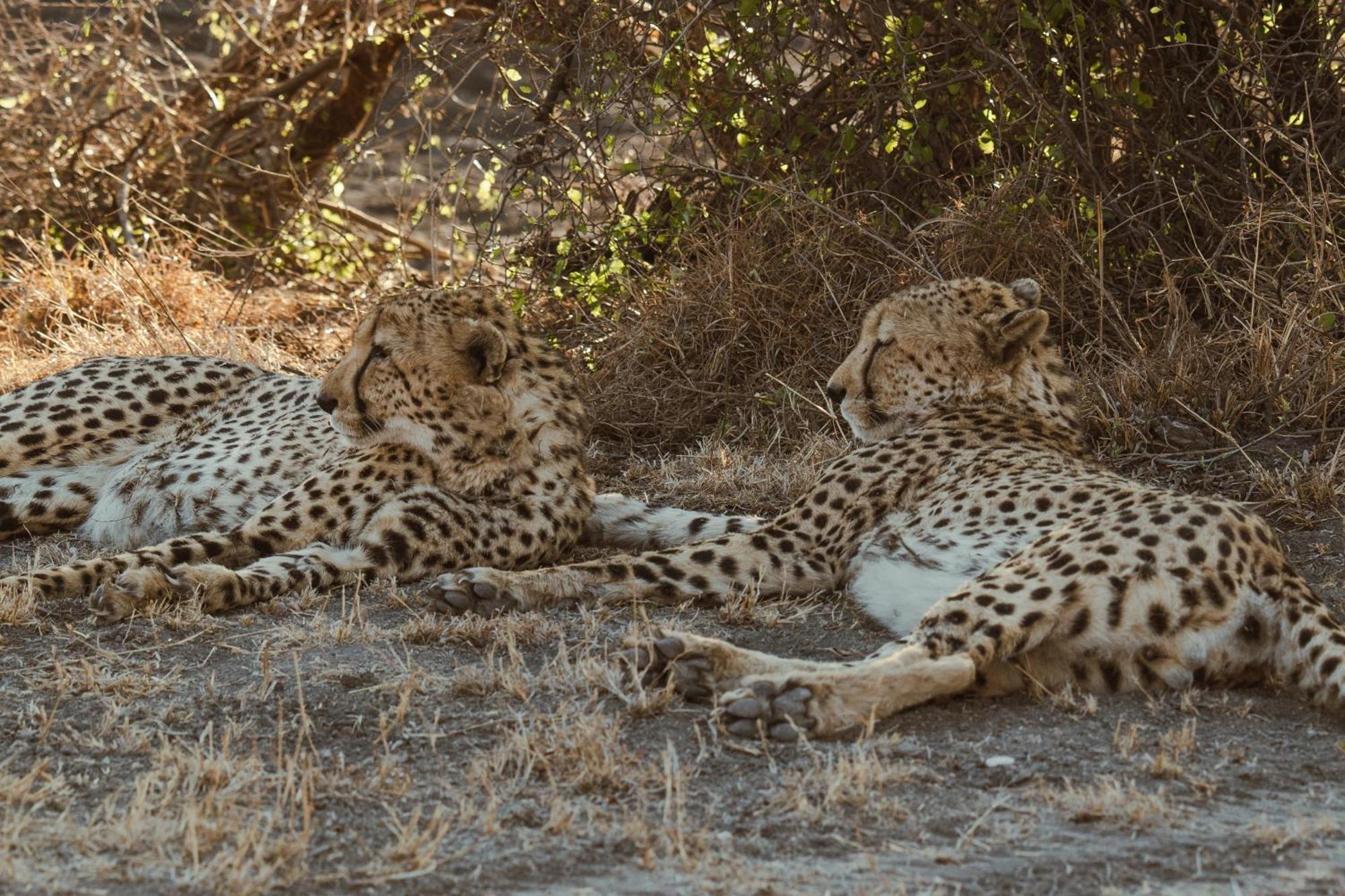 Last Word Madikwe Villa Madikwe Game Reserve Dış mekan fotoğraf